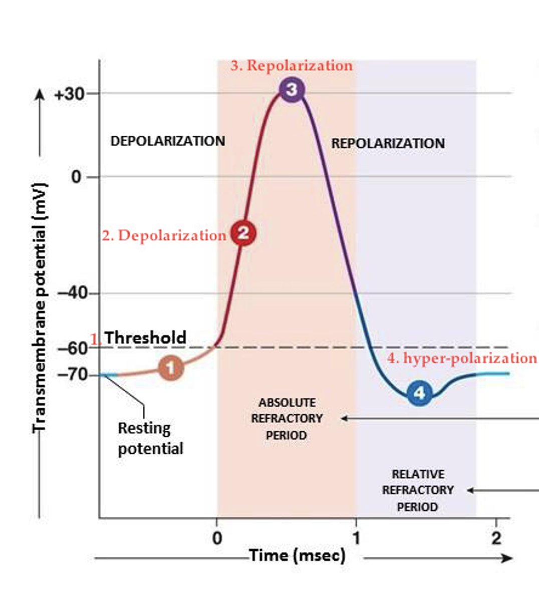 <p>-depolarization: the sodium gates open and sodium rushes into the axon during the depolarization phase of the action potential</p><p>-voltage travels past zero and then on up to +40mV</p>