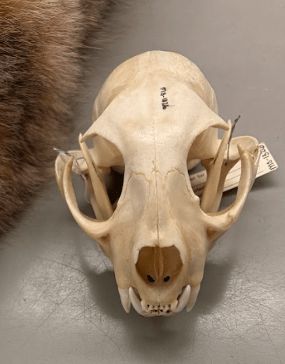 <p>What is this specimen? (narrow soft palate)</p>