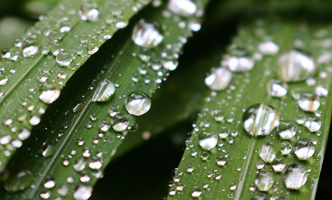 <p>What is adhesion in the context of water?</p>