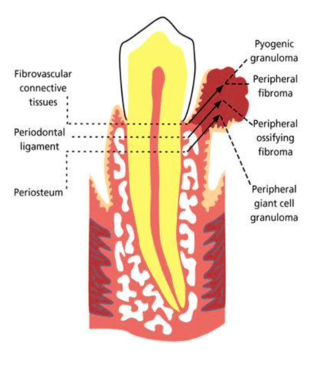 <p>The 4 P’s (Dr. Cohen emphasized these!) </p>