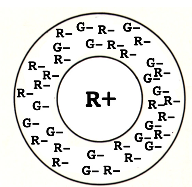 <p>Because their center comes from <strong>one cone (L or M)</strong> via a single midget bipolar cell, and their surround <strong>pools both L and M cones</strong> through horizontal cells → L vs M comparison.</p><ul><li><p>Midget ganglion cells do <strong>double duty</strong>: their center–surround organization gives <strong>spatial (luminance) contrast</strong>, and single-cone centers with mixed-cone surrounds give chromatic <strong>(red–green) contrast.</strong></p></li></ul><p></p>