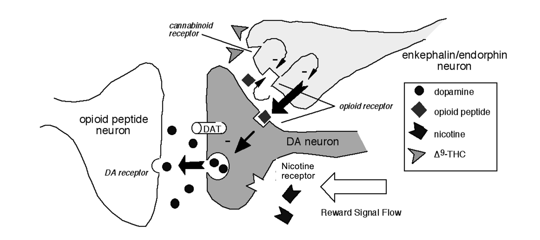 <p>Found on <strong>presynaptic sites</strong>, which explains how nicotine can cause release of DA and 5-HT (Acetylcholine sensitive located in both CNS and PNS (brain, ganglia and striated muscle), CNS sites include the substantia nigra and ventral tegmentum (associated with DA neurons)).</p>