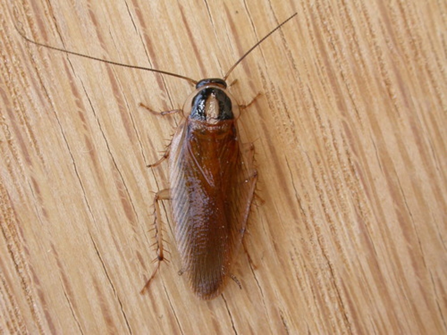 <p>La cucaracha</p>