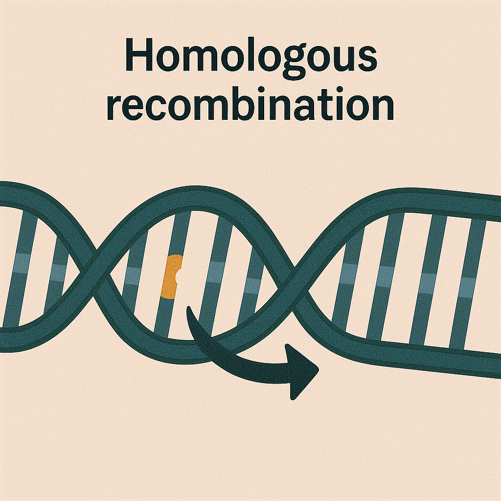<p>Homologous recombination</p>