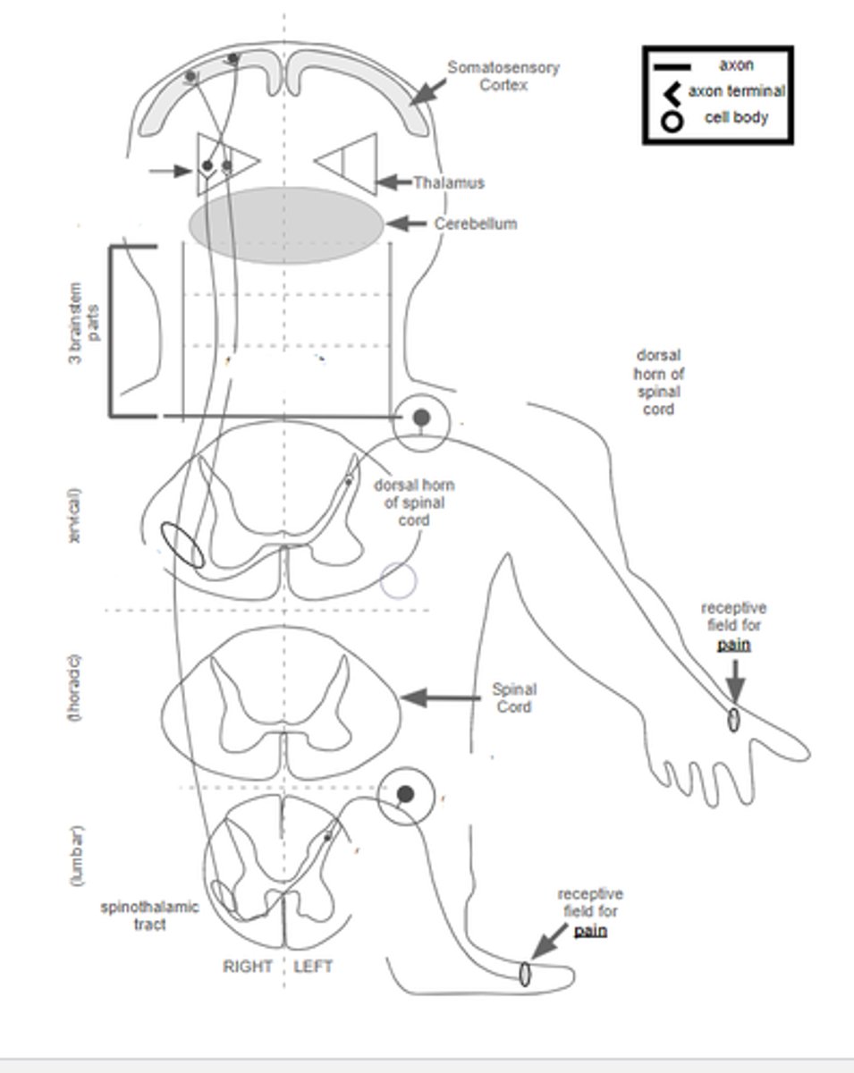 <p>describe pathway of pain</p>
