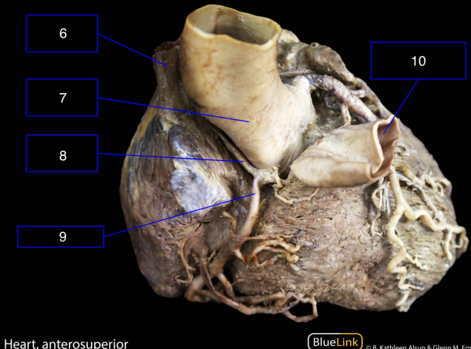 <p>What structures are shown in this video?</p>