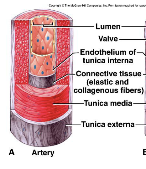 <p>"Tunica media: smooth mucle<br>- thickest layer providing support and changing vessel diameter to regulate blood flow and pressure<br>- lined by endothelial cells</p>