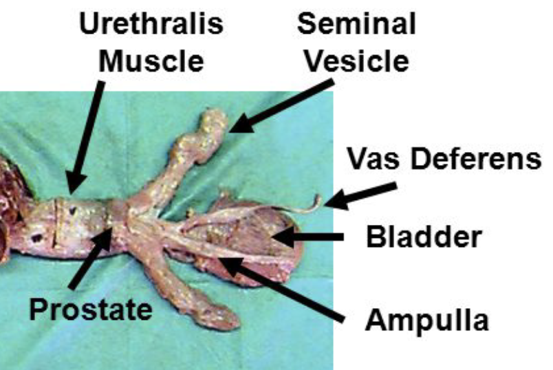 <p>paired sacculated pouches and gland that joins the ductus deferens to form the ejaculatory duct</p><p>provides the ejaculate with milky and highly viscous fluid</p>