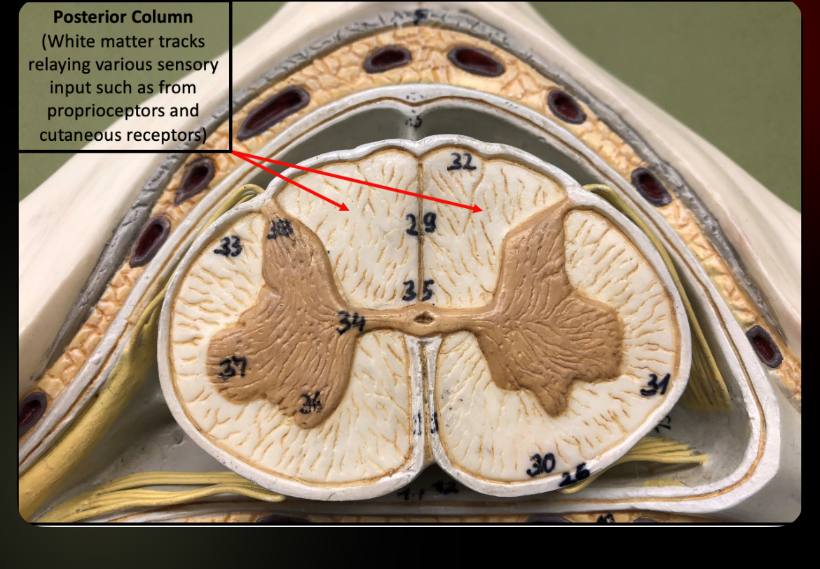<p>Posterior Column</p>
