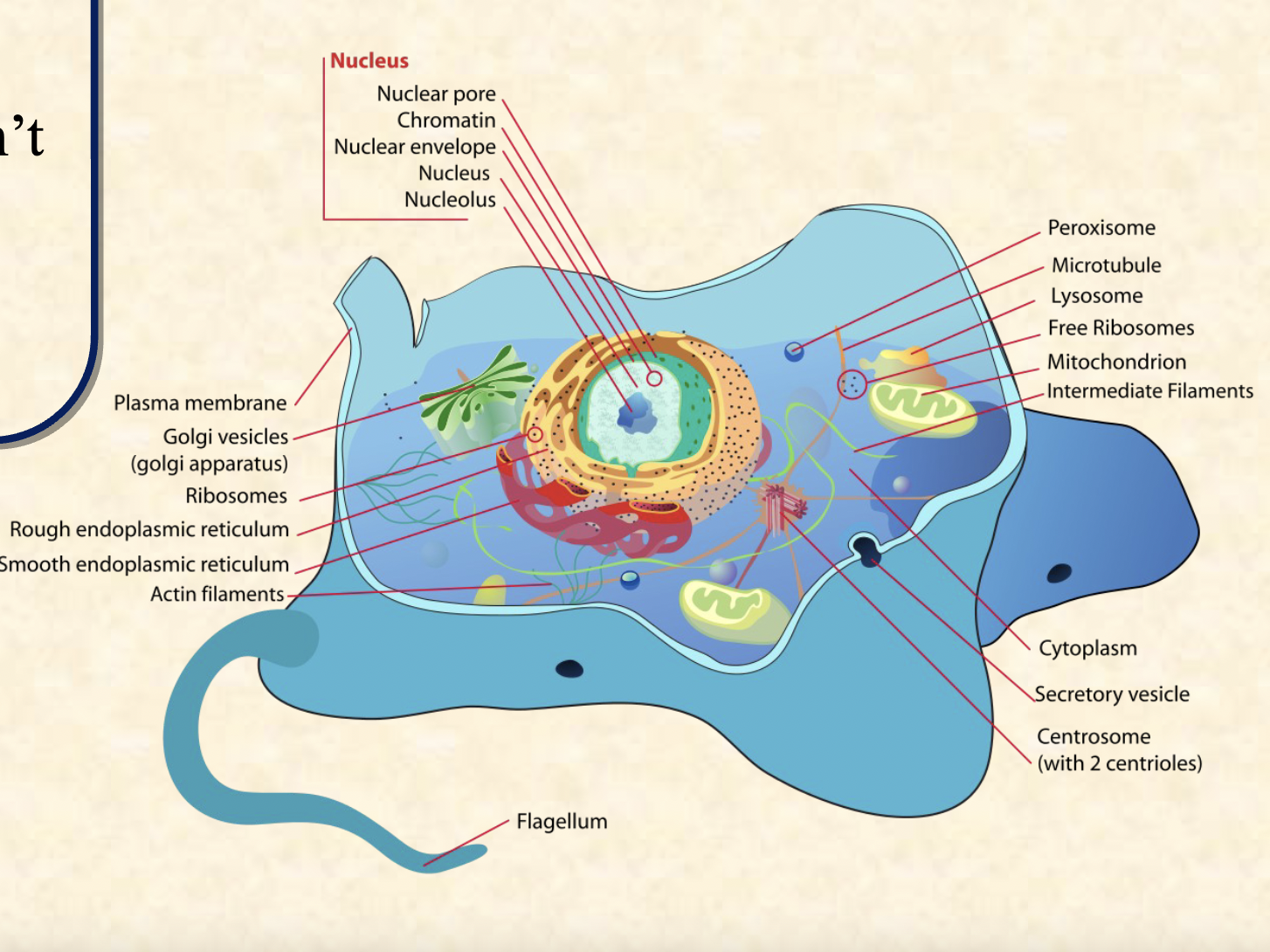 <p>Internal membrane bound organelles • Some have cell walls (fungi, plant) some don’t (such as animal cells) • All have membranes • Nucleus • Some are photosynthetic</p>