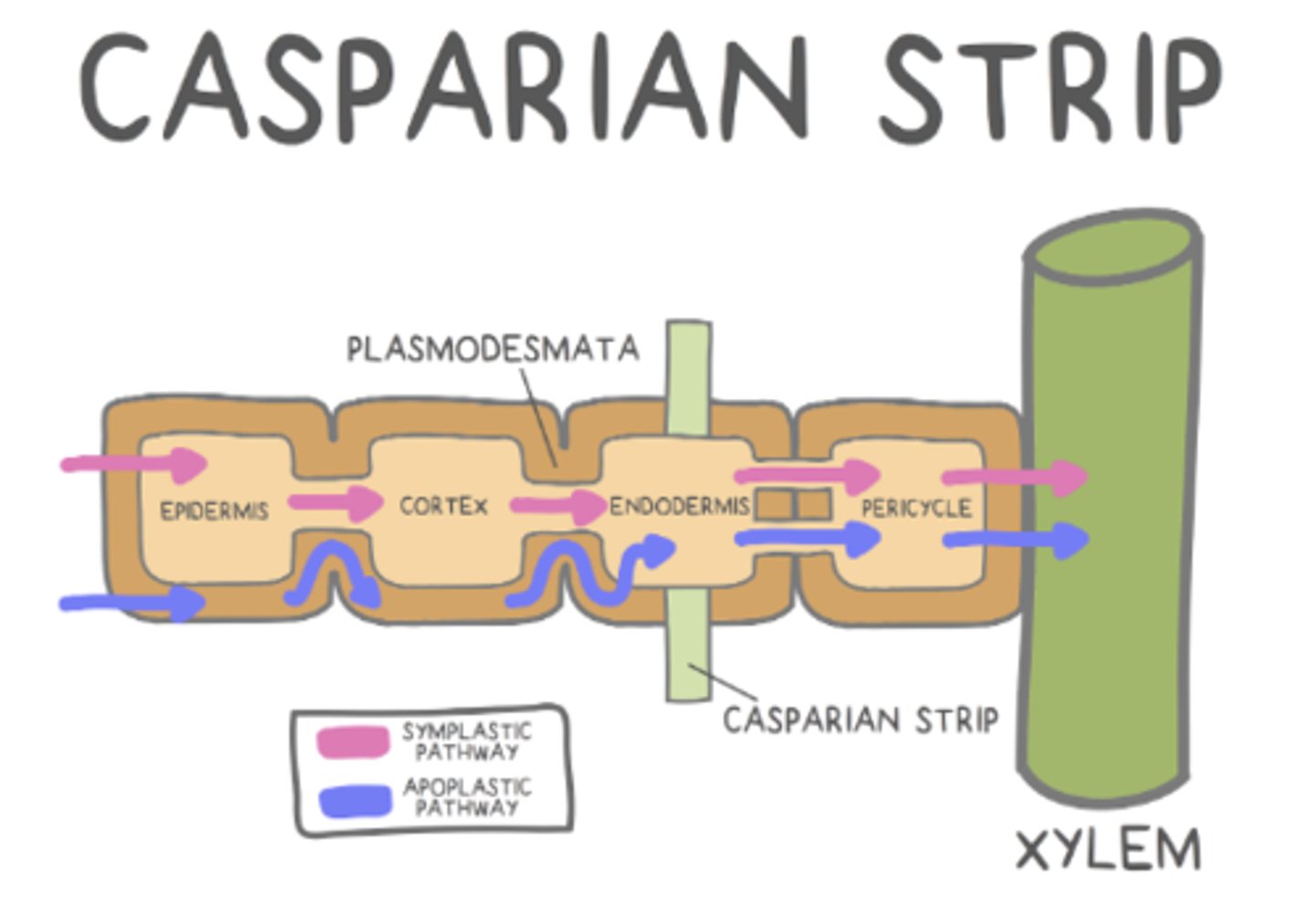<p>water movement outside the cell, within the cell wall</p>