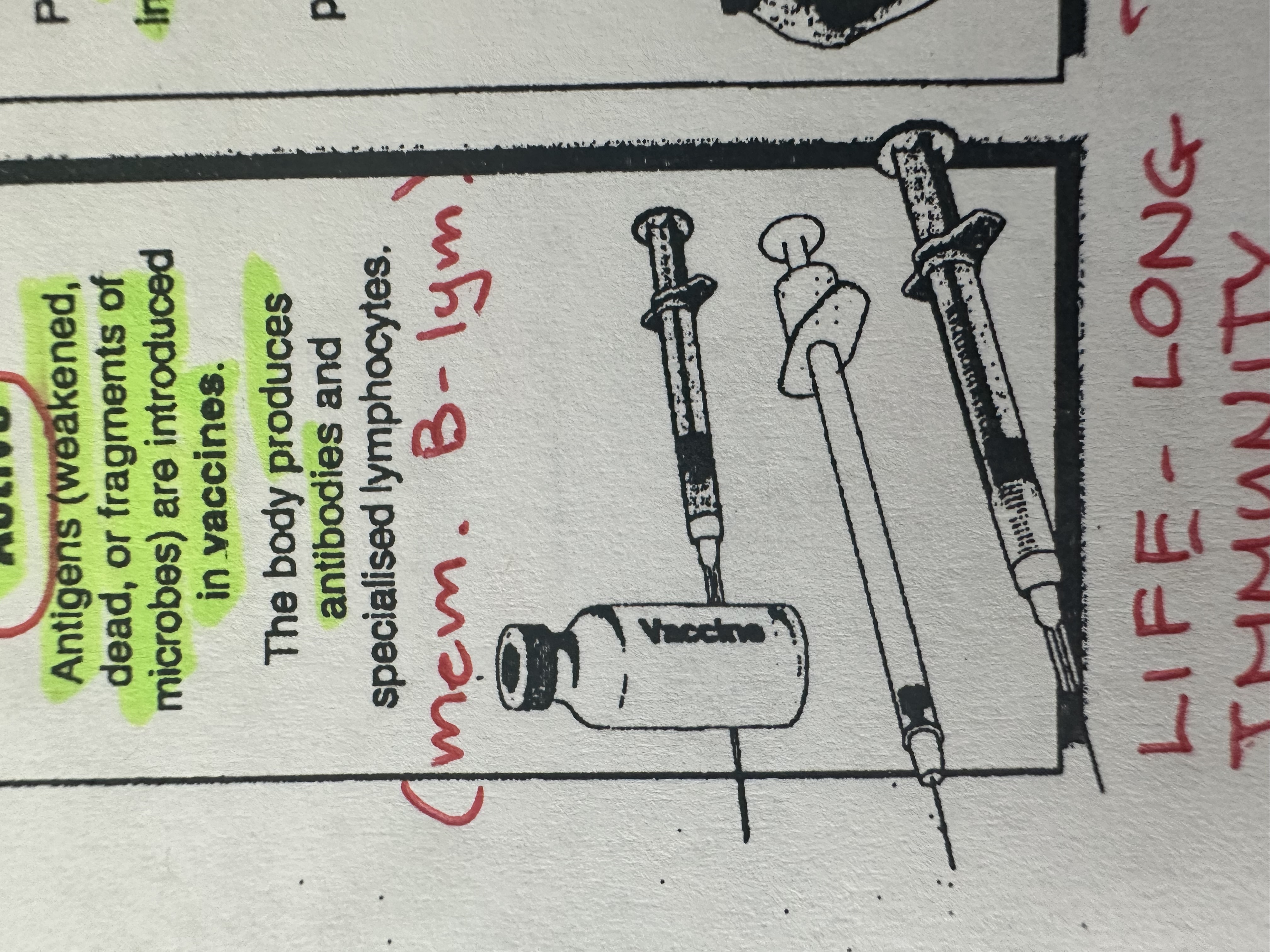 <p>Solution of weakened or killed pathogens, serves as an antigen to stimulate the body to produce specific antibodies and memory B-lymphocytes, without causing the disease.</p>