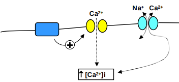 <ul><li><p>vascular smooth muscle contracts when the intracellular calcium concentration [Ca2+]i rises</p></li><li><p>Vasoconstrictors &amp; vasodilators act by <span>↑</span>ing or <strong>↓</strong>ing [Ca2+]i &amp;/or by altering the sensitivity of the contractile machinery to [Ca2+]i.</p></li></ul><p></p>