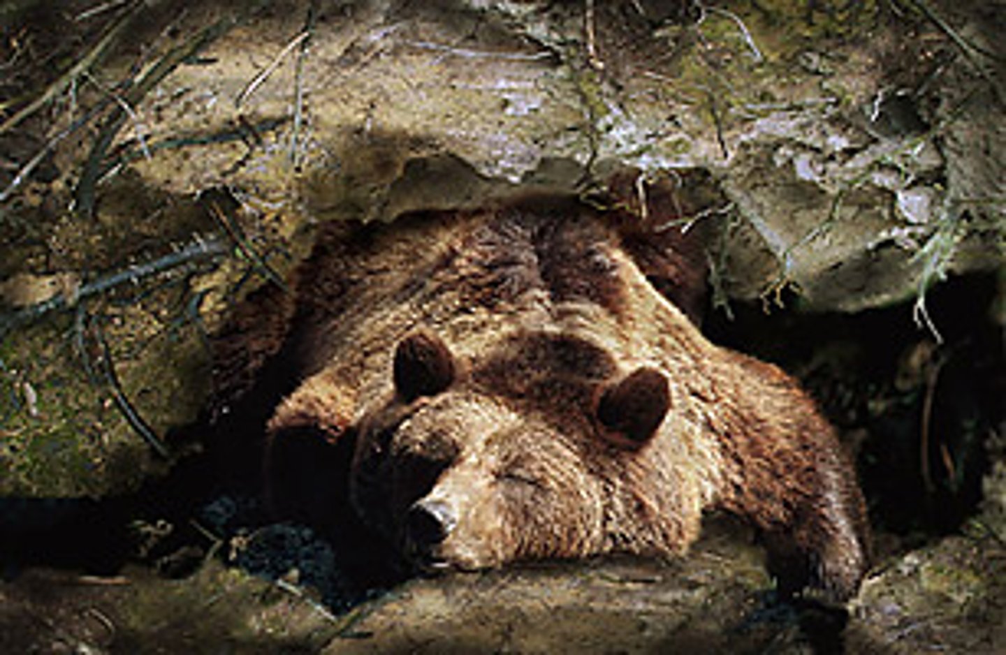 <p>a period of lowered metabolism or inactivity during cold conditions</p><p>example--sleeping in the winter; seasonal</p>