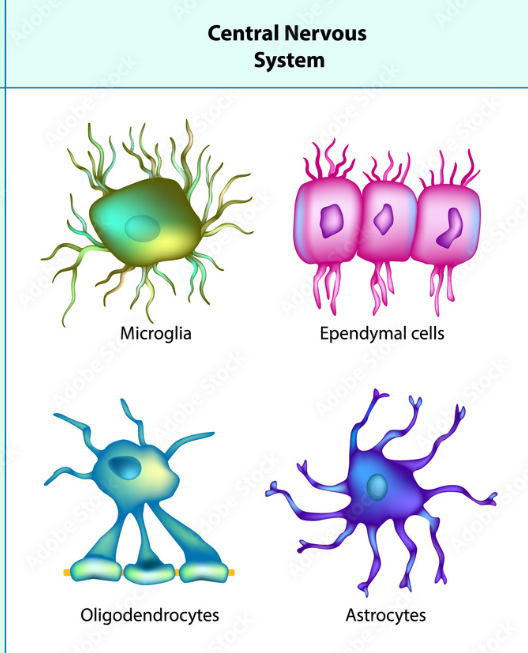 <ul><li><p>Astrocytes</p></li><li><p>Ependymal cells</p></li><li><p>Oligodendrocytes</p></li><li><p>Microglia </p></li></ul><p></p>