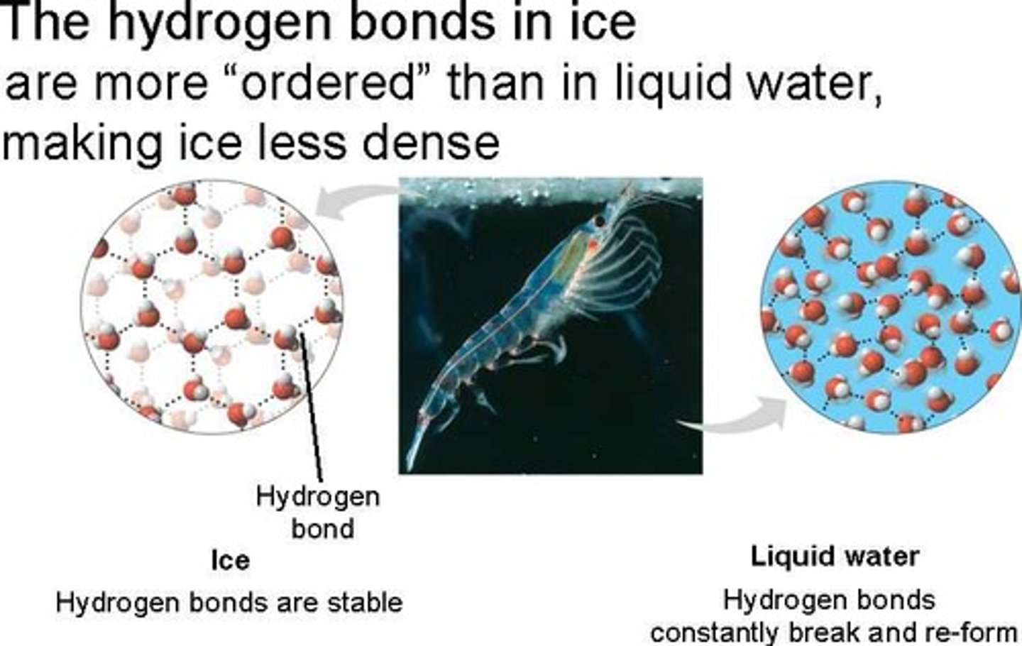 <p>less dense as a solid; hydrogen bonds form crystalline structure that keeps the water molecules separate</p>