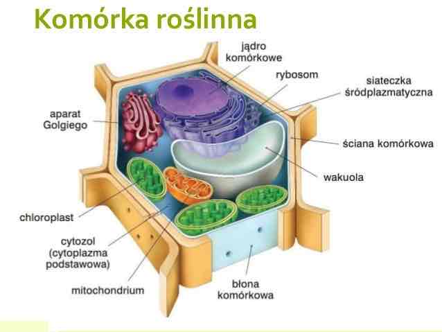 <ul><li><p><span style="color: green">Zachodzą w niej reakcje chemiczne: glikoliza, synteza puryn i piramidyn, translacja, biosynteza kwasów tłuszczowych</span></p></li><li><p><span style="color: green">Zawieszone są w niej organelle komórkowe</span></p></li><li><p><span style="color: green">Odpowiada za ruch i rozmieszczenie organelli</span></p></li><li><p><span style="color: green">Transport substancji wewnątrz komórki</span></p></li><li><p><span style="color: green">Tworzy środowisko wewnętrzne komórki</span></p></li><li><p><span style="color: green">Zawiera elementy cytoszkieletu</span></p></li></ul>