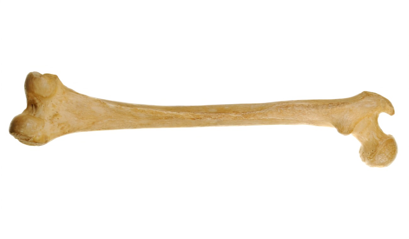 <p>osteo (root)</p>