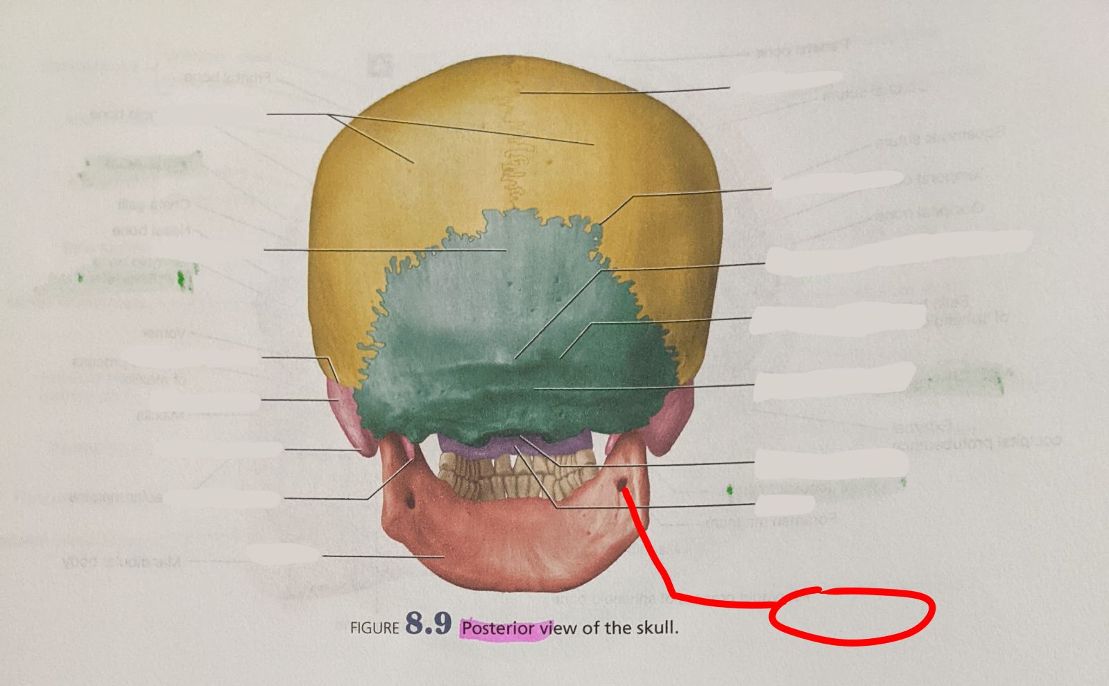 knowt flashcard image
