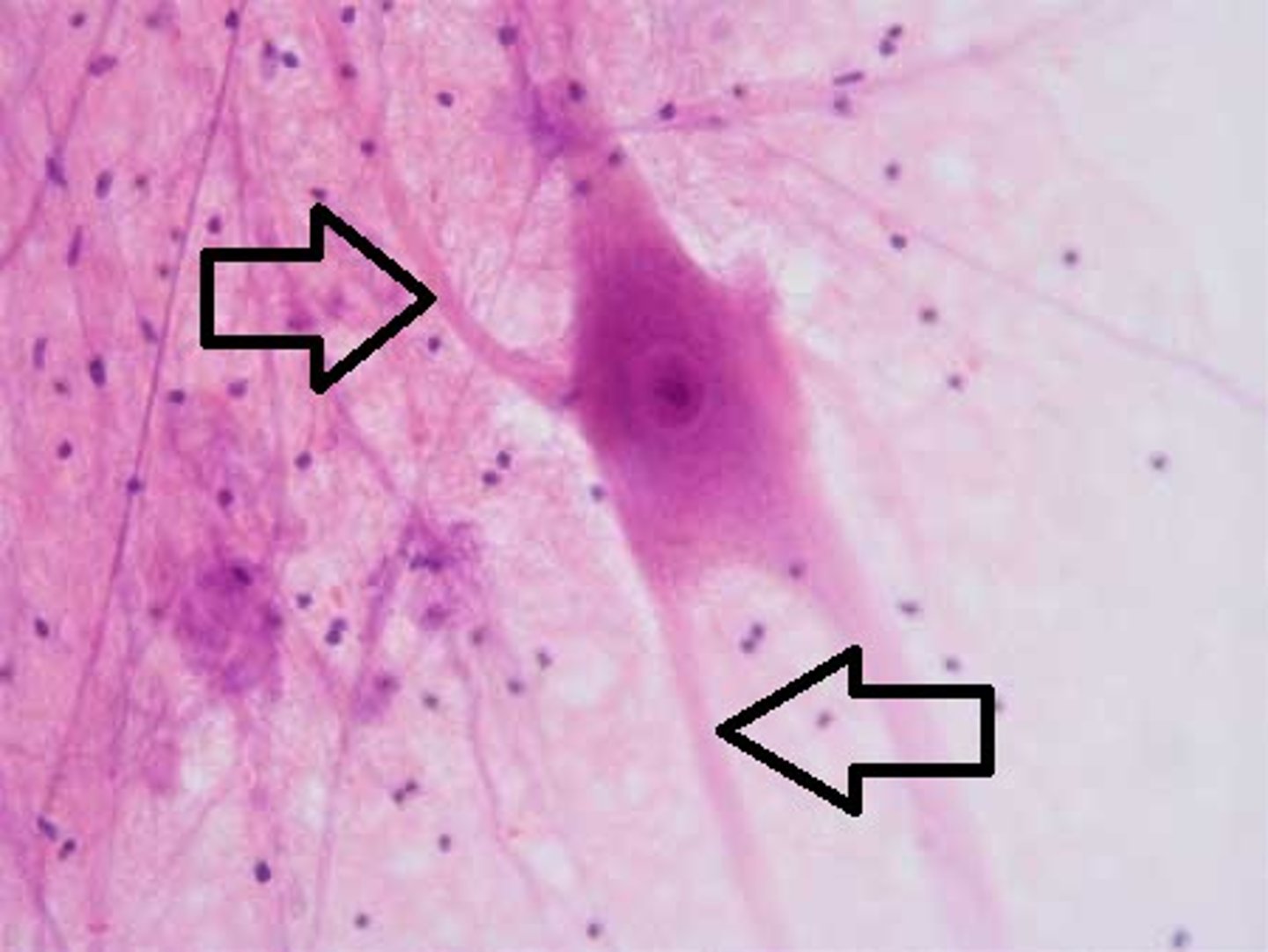 <p>receive messages from other cells</p>