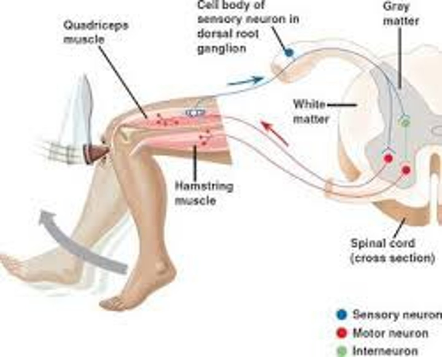 <p>involuntary, automatic responses to sensory stimuli, such as the knee-jerk response</p>