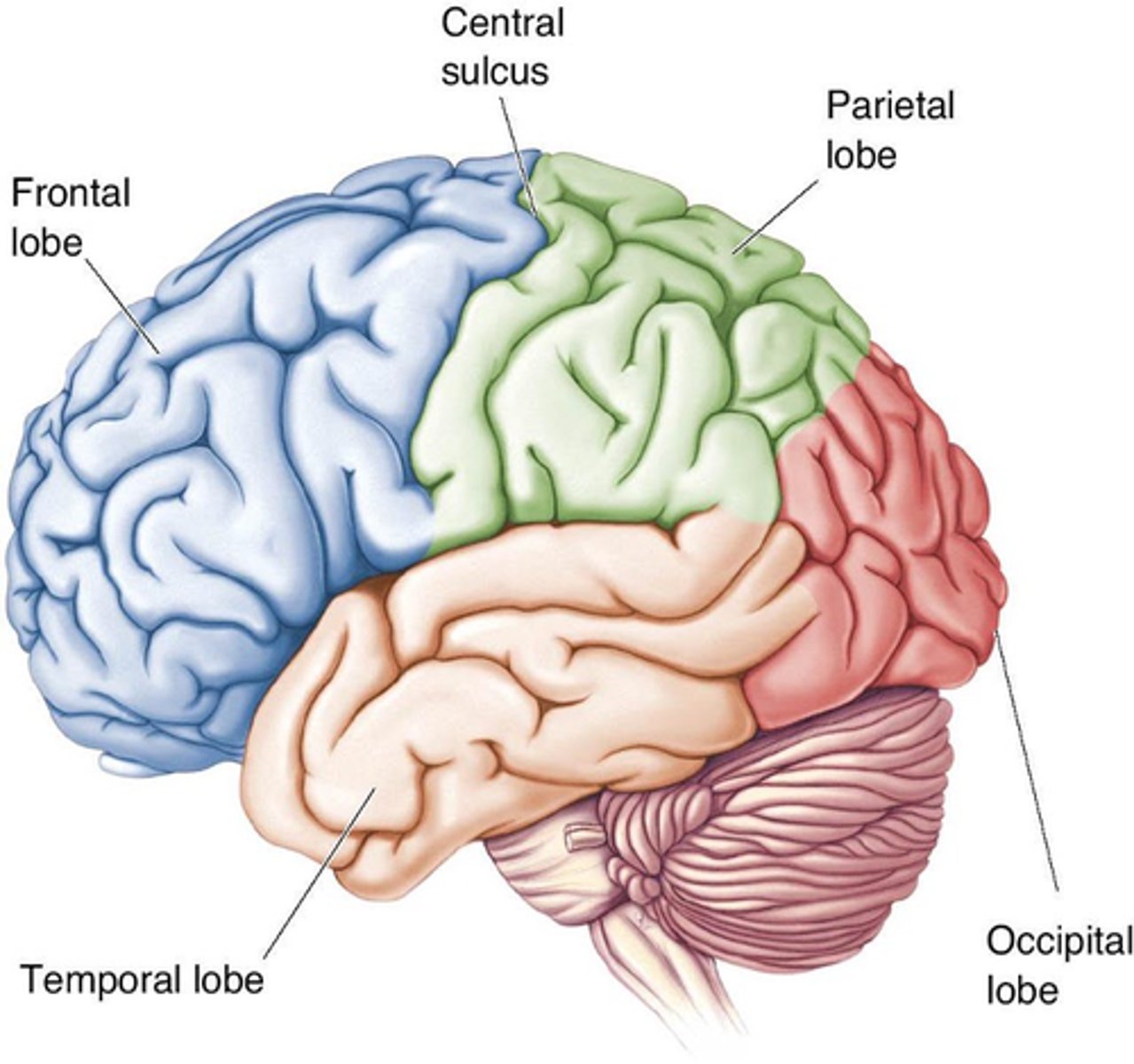 <p>What separates the frontal lobe from parietal lobe?</p>