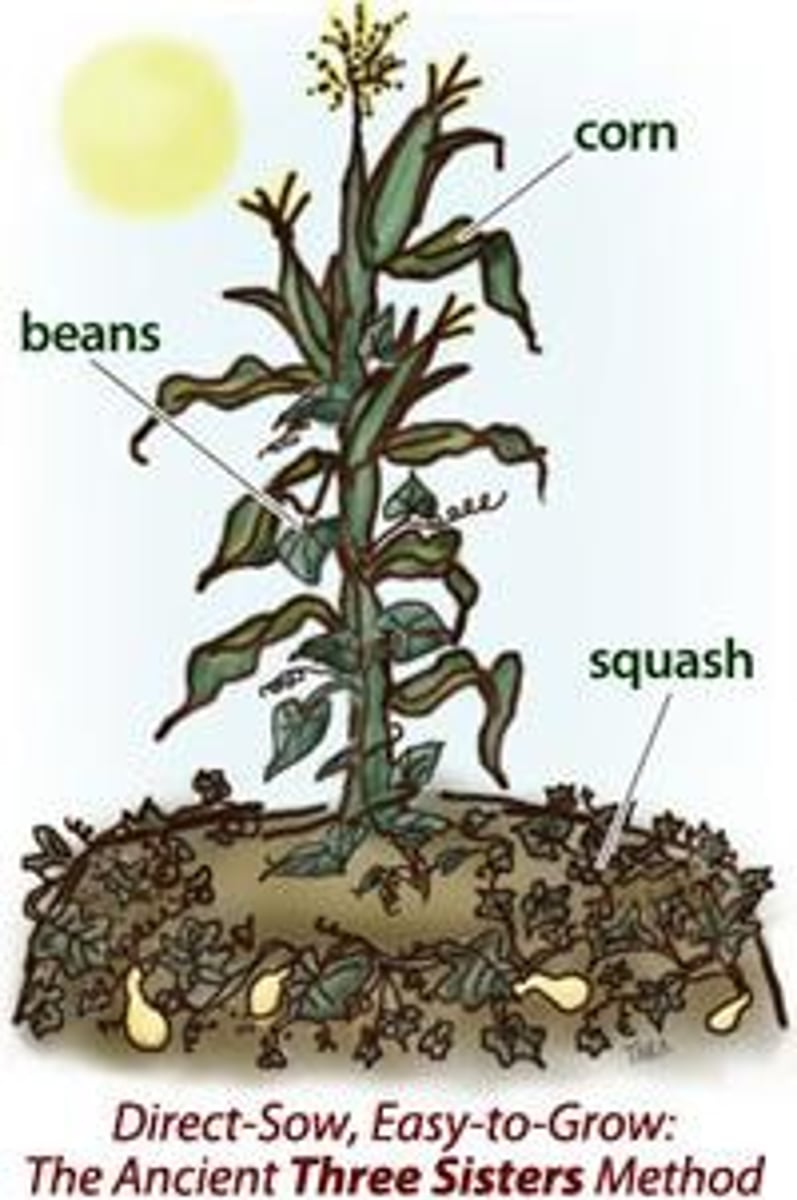 <p>*Woodland American Indians (east of Mississippi River, Ohio River valley)/Mississippian Indians</p><p>*hunt/fish/farm</p><p>*have permanent settlements due to farming (practiced 3-Sister farming, planting corn/beans/squash together because all 3 plants benefited this way)</p><p>*Adena-Hopewell culture - present day Ohio, large earthen mounds</p>