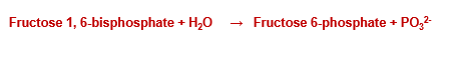 <p>Fructose-1,6-bisphosphate converted to fructose-6-phosphate by fructose-6-phosphatase </p>