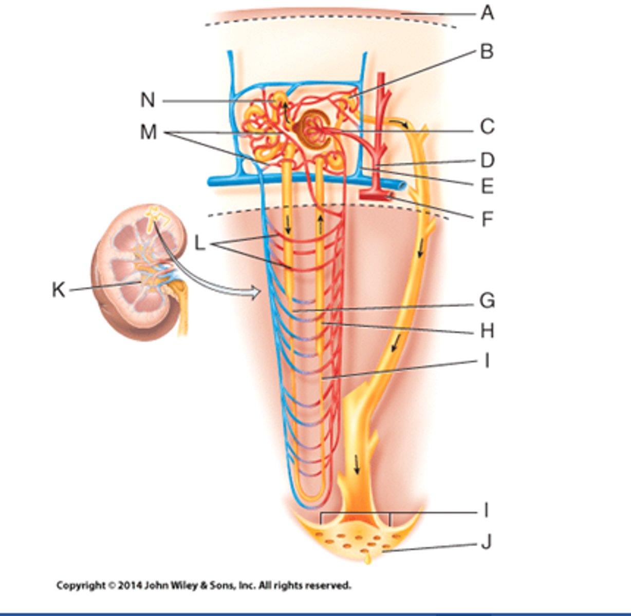 <p>Letter J - from distal convoluted tubule to minor calyx</p>