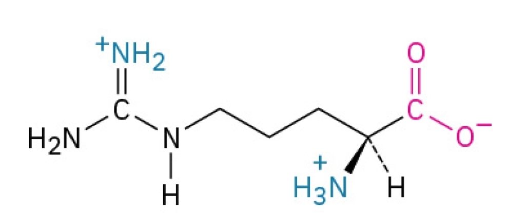 <p>Basic, hydrophilic,&nbsp;nonessential amino acid </p>