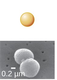 <p>Round</p>