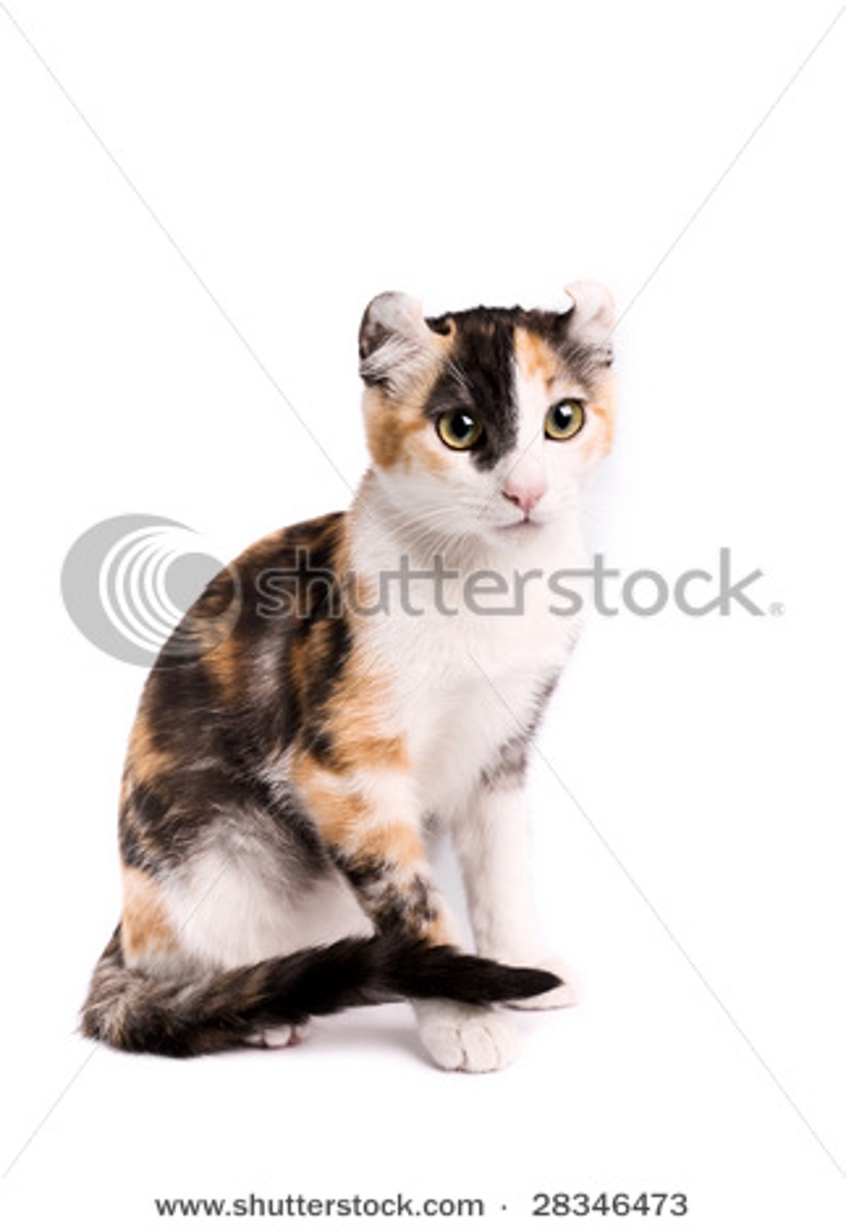 American Curl cat breed