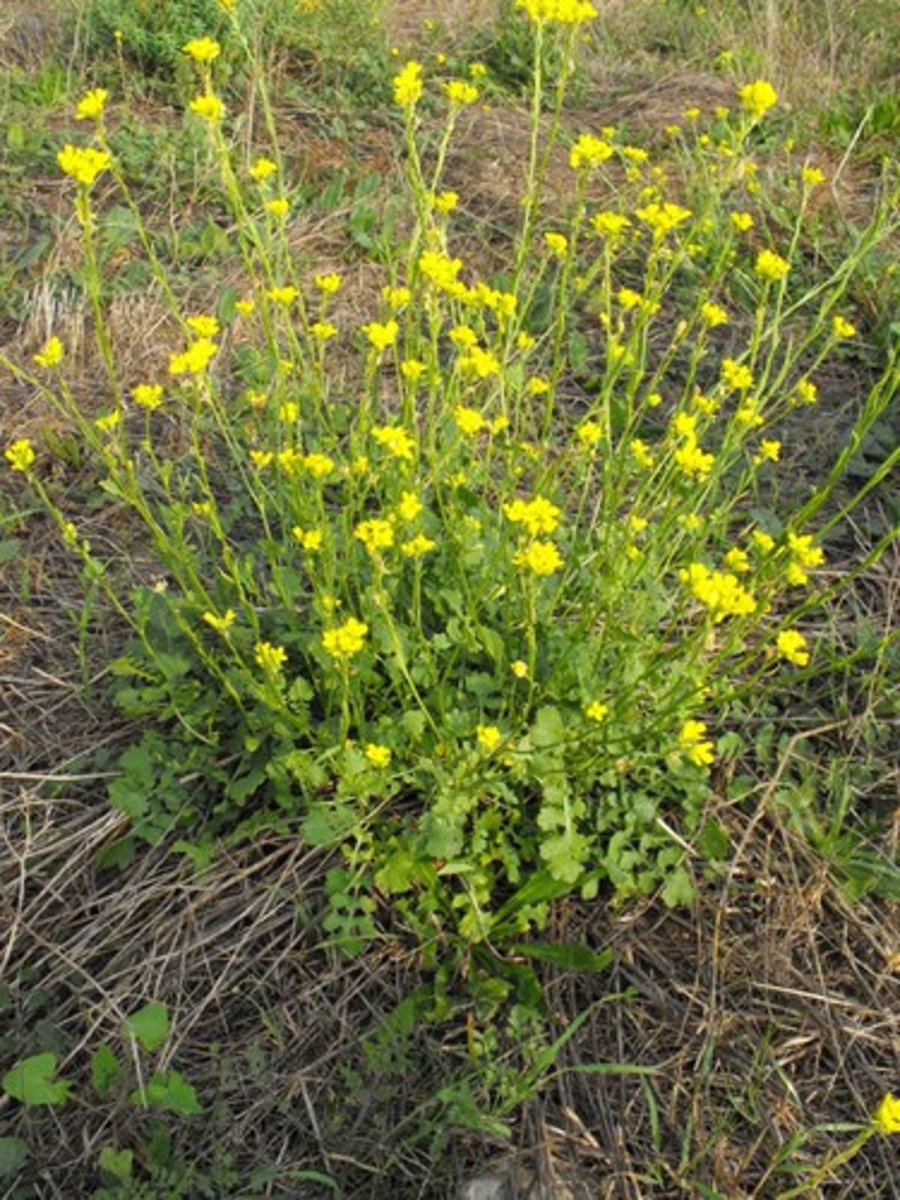 knowt flashcard image