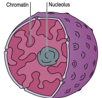 <ul><li><p>largest organelle in the cell</p></li><li><p>DNA in nucleolus attached to histones to form chromat in</p></li><li><p>ribosomal RNA (rRNA) is made in the nucleolus</p></li></ul>