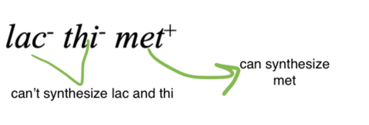 <p>a bacterial strain that can't synthesize something will have a minus and a if it can synthesize something it will have a plus</p>