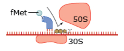 <p>What drug blocks the initiation in this process?</p>