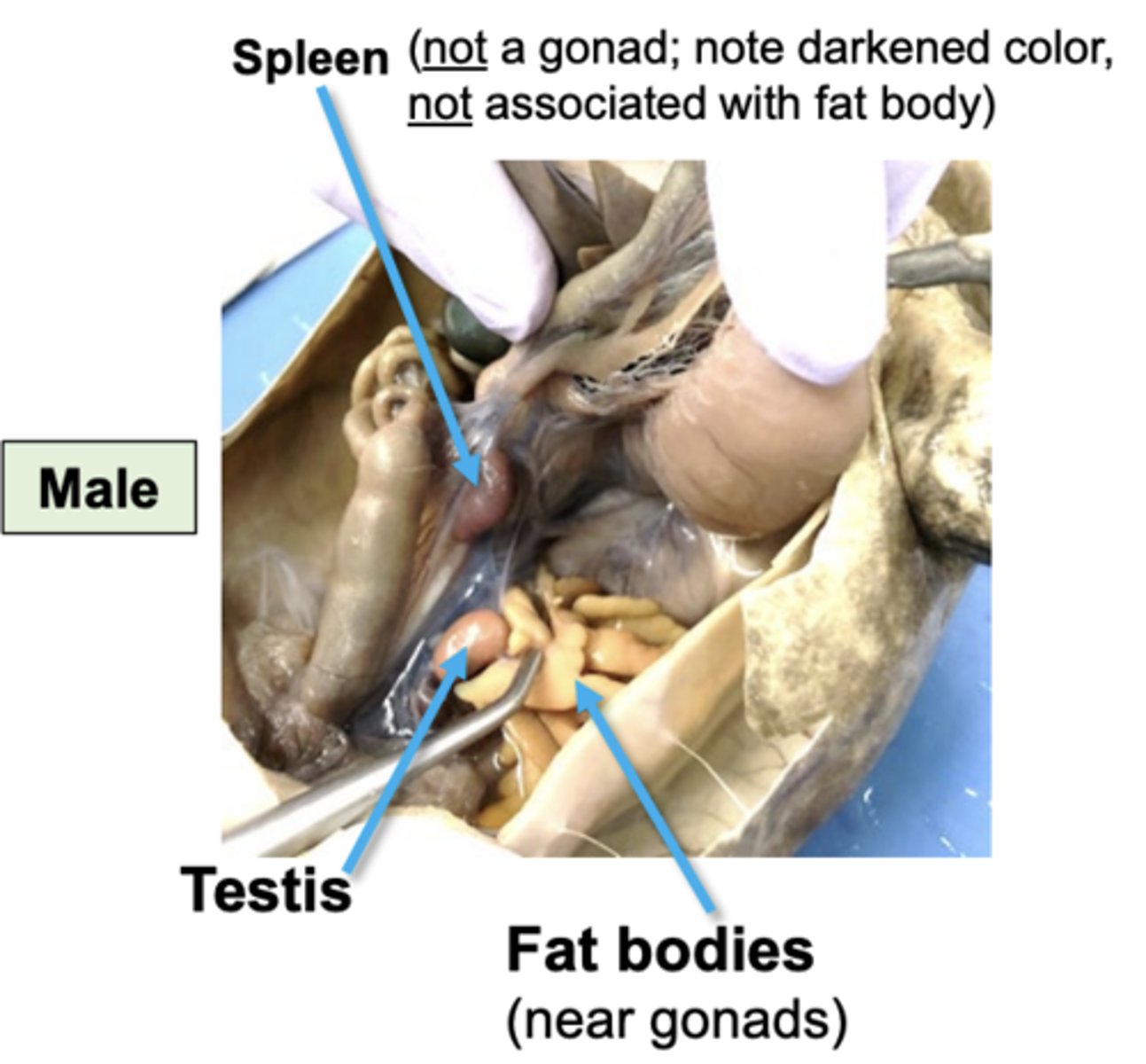 <p>testes look like this</p>