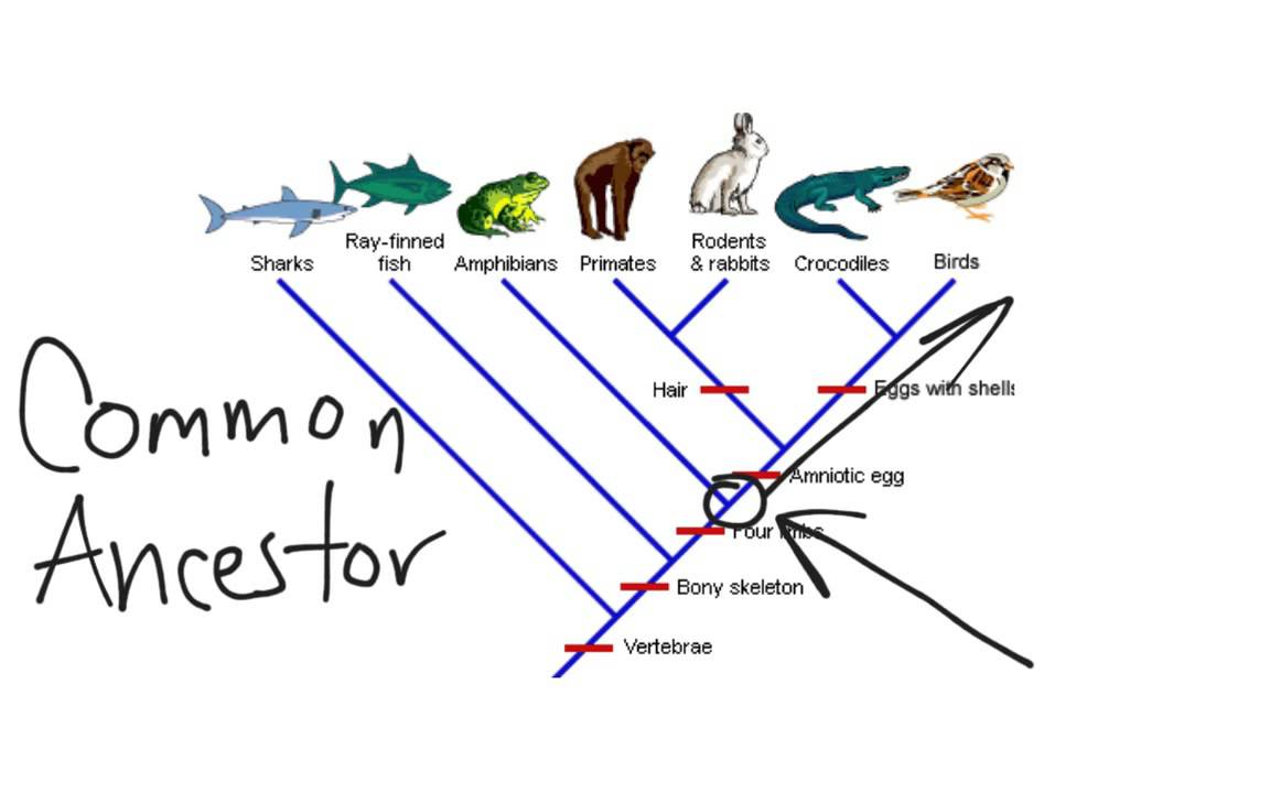 <p>relationships by plus or minus traits (called derived characters - traits)</p><p>nodes are the last common ancestor</p>