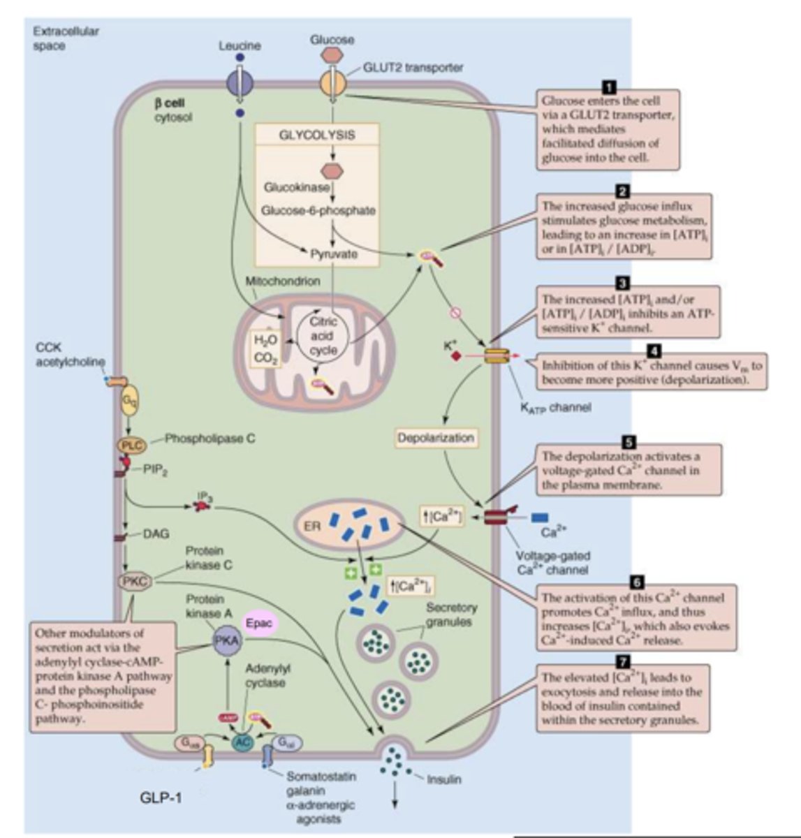 <p>- They block K+ channels which cause β-cells to depolarise and therefore release insulin.</p><p>- Can cause hypoglycaemia as insulin secretion is increased even in absence of glucose.</p><p>SAME AS SULPHONYLUREAS</p>