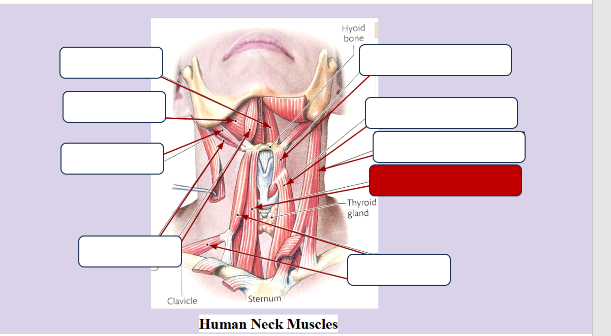 <p>Label the muscle</p>