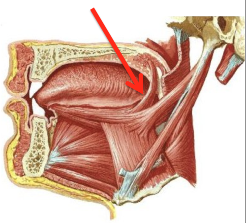 <p>Elevates posterior tongue</p>