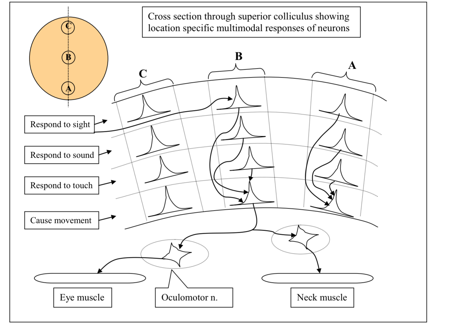 <p>What does this diagram show?</p>