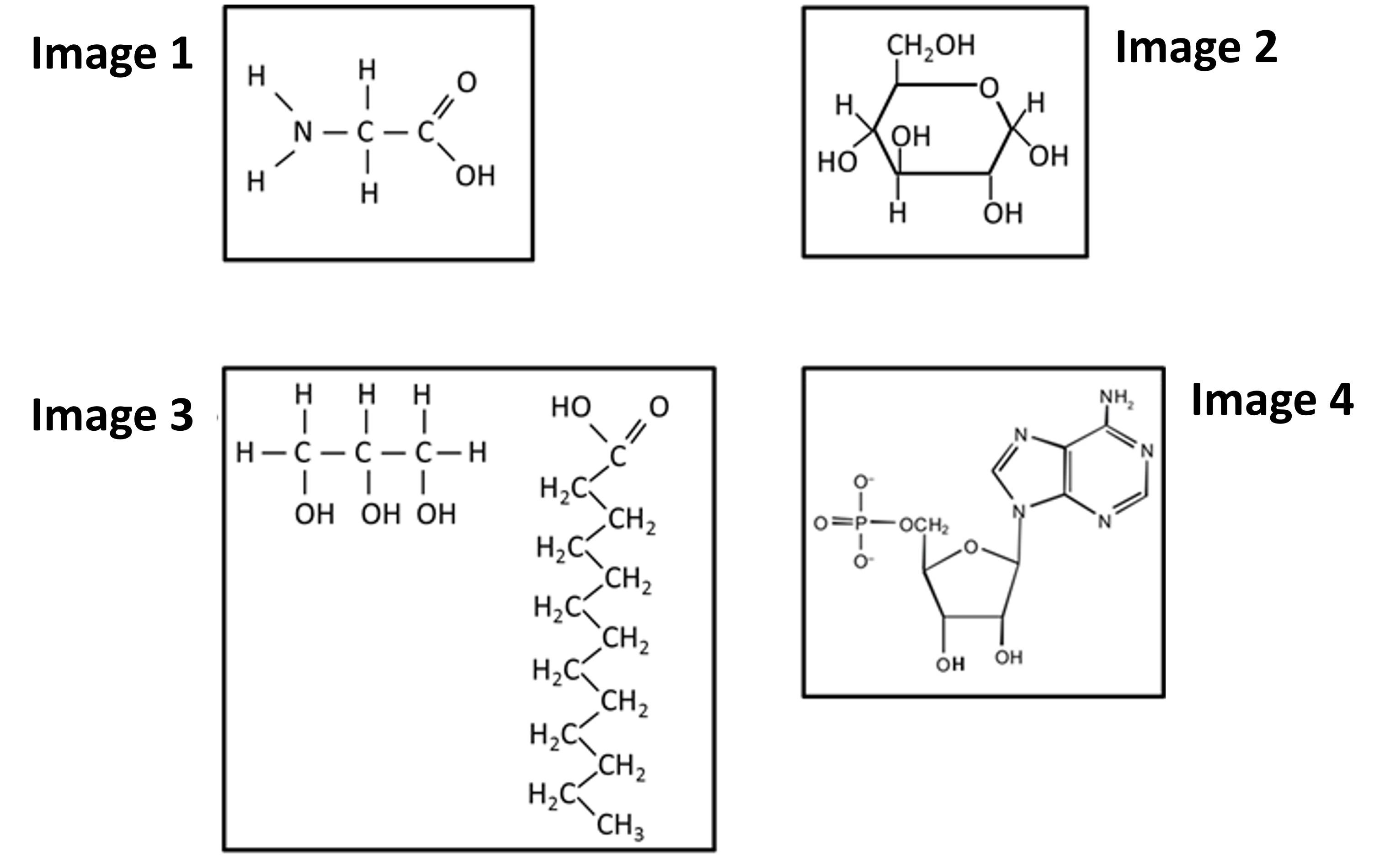 <p>Which of the following depicts a monomer of nucleic acids?</p><p><br></p>