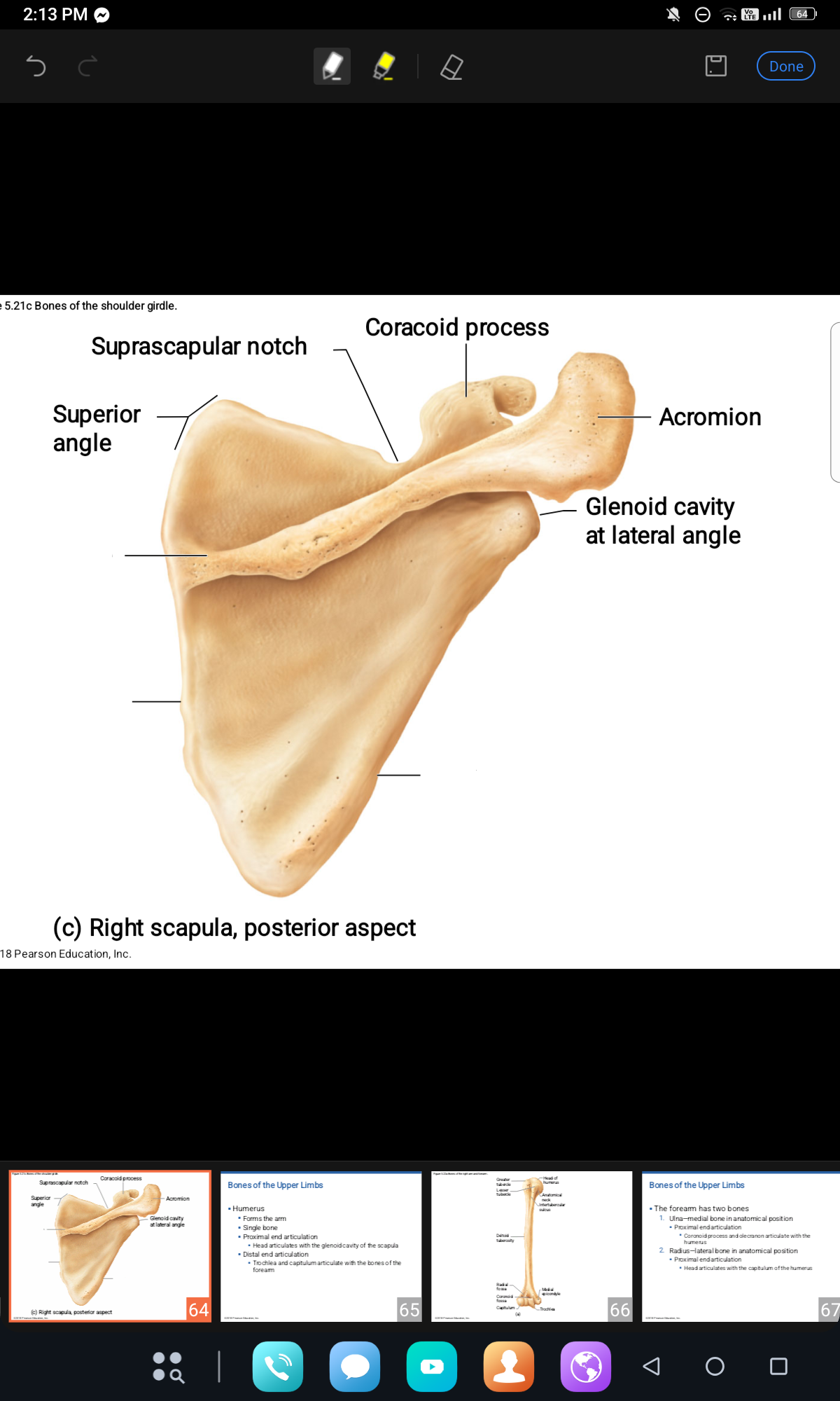 <p>SCAPULAR BONE </p>