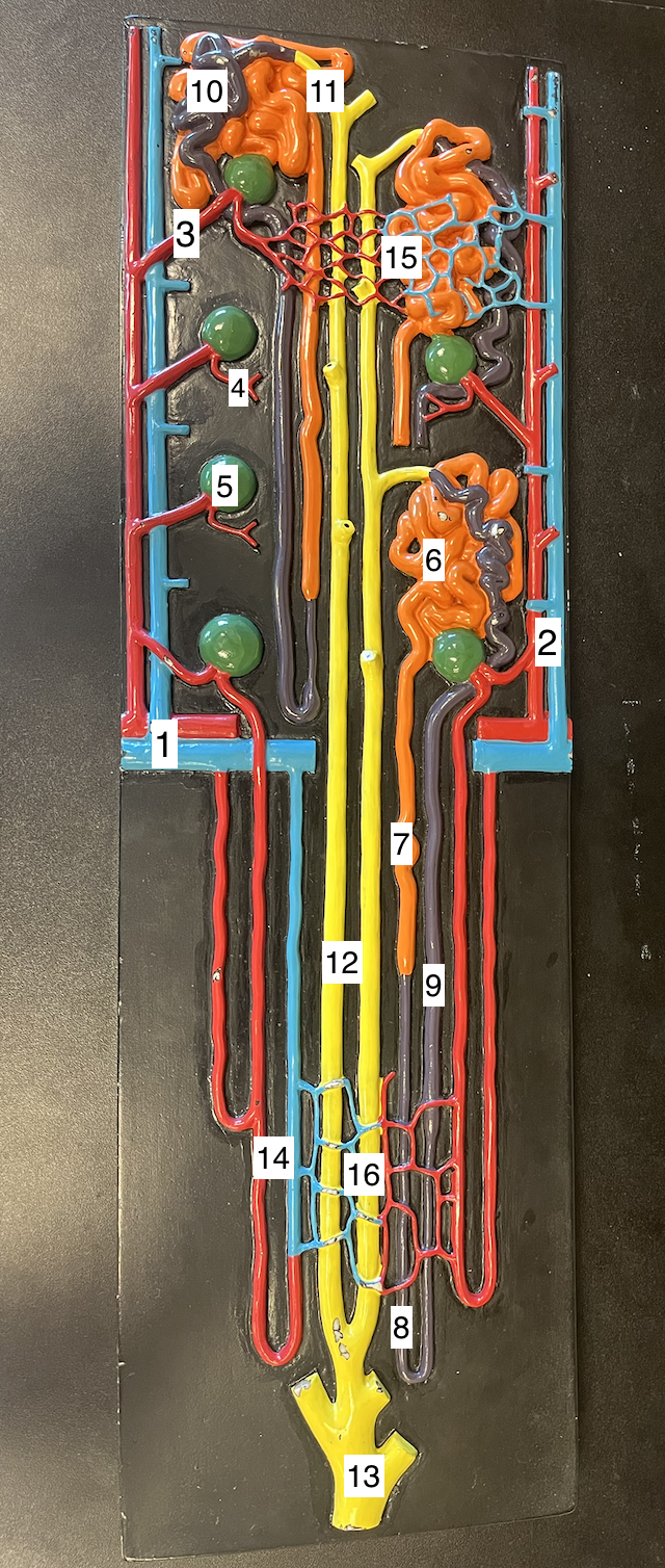 <p>15</p>