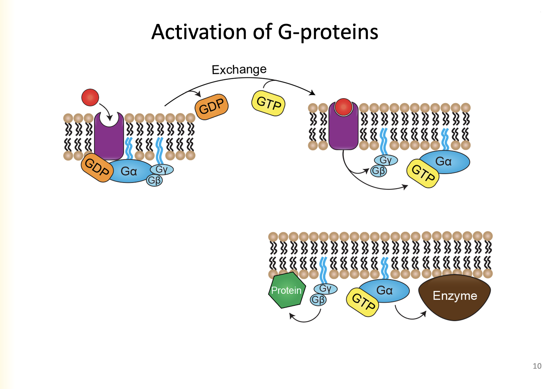 
1. A ligand binds to the receptor
2. Receptor changes confirmation, Ga has a lower affinity for GDP and a higher affinity for GTP
3. GDP to GTP exchange
4. When ligand is bound, breaks into two dimers: GyGb and Ga+GTP, which acts as a transducer