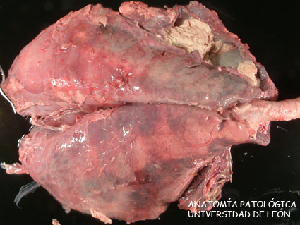 <p>Neumonía gangrenosa y empiema. Ovino.</p>