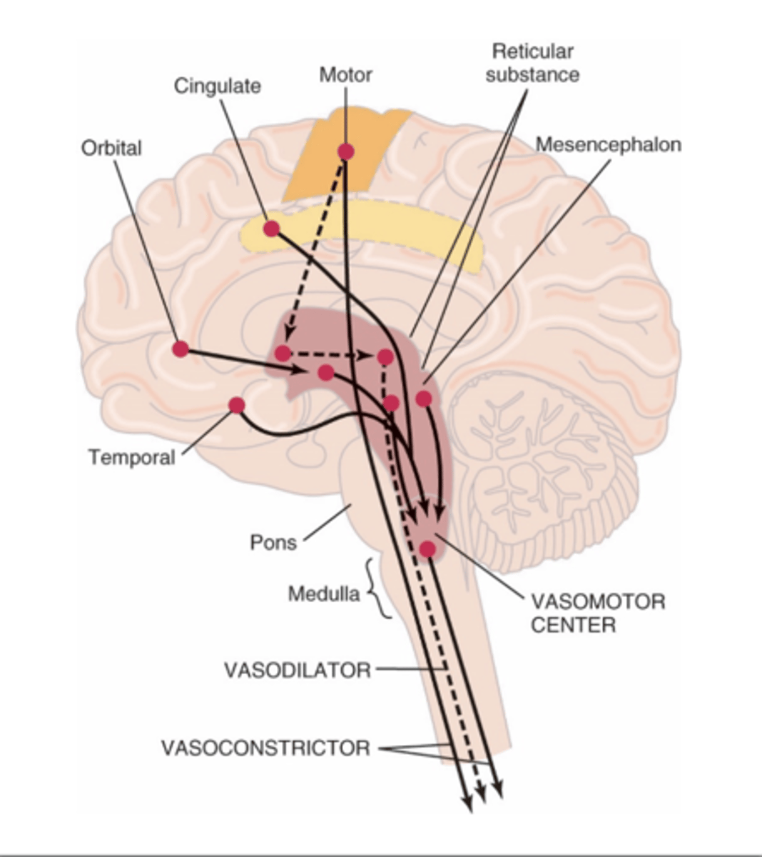 <p>Where does the Vasomotor center (VMC) transmit impulses? </p>