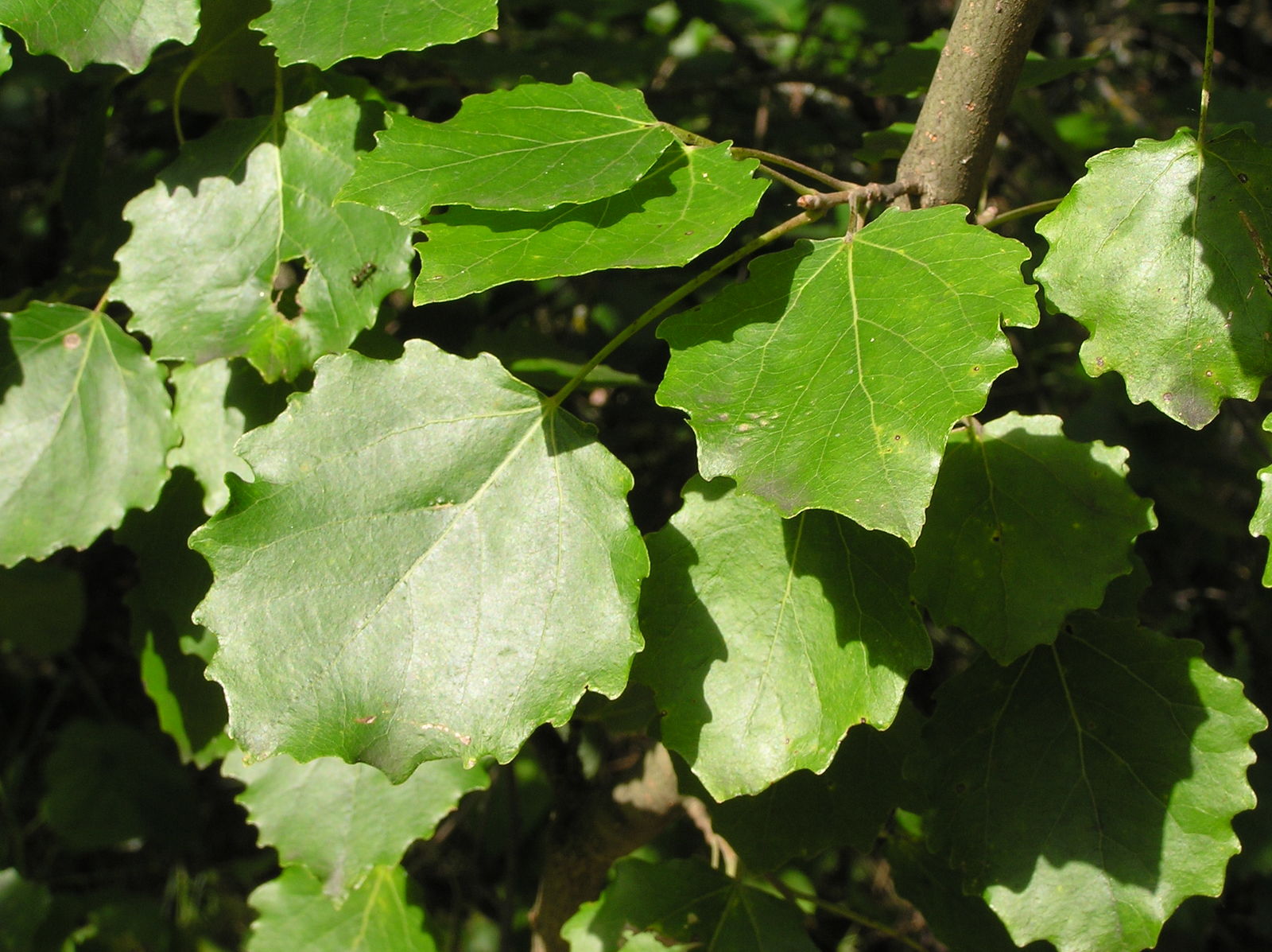 <p>Populus tremula</p>