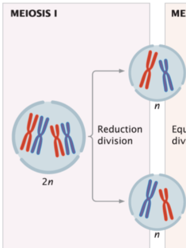 <p>reduce chromosome number by half (2n → n) and separate homologous chromosomes</p>
